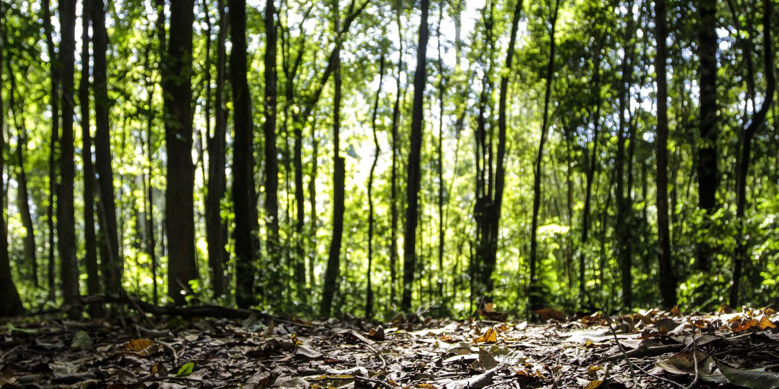 Imagem relacionada à notícia: Produção florestal no país alcança recorde de R$ 47,9 bilhões em 2025