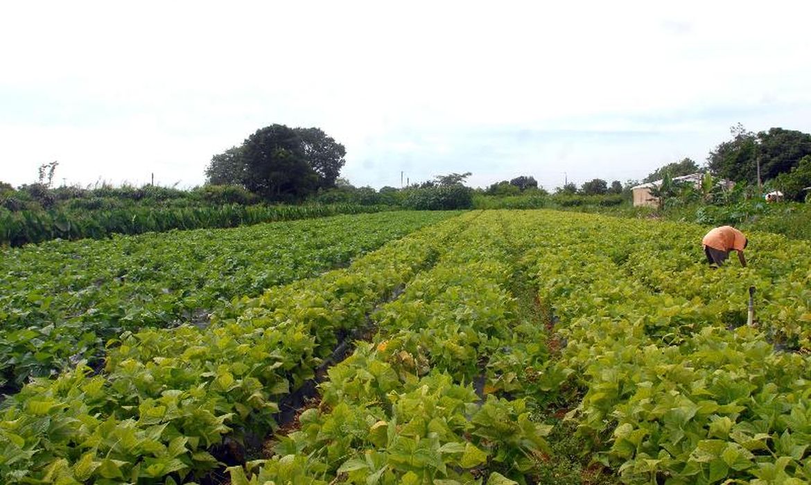 Imagem relacionada à notícia: Segurança alimentar e povos indígenas têm R$ 64,3 milhões em crédito