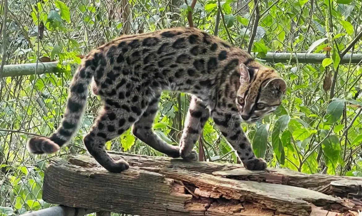 Imagem relacionada à notícia: Nova espécie de felino é identificada em florestas da Bolívia