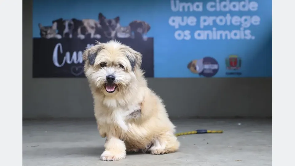 Cães em recinto do Centro de Referência de Animais em Risco, localizado na CIC.