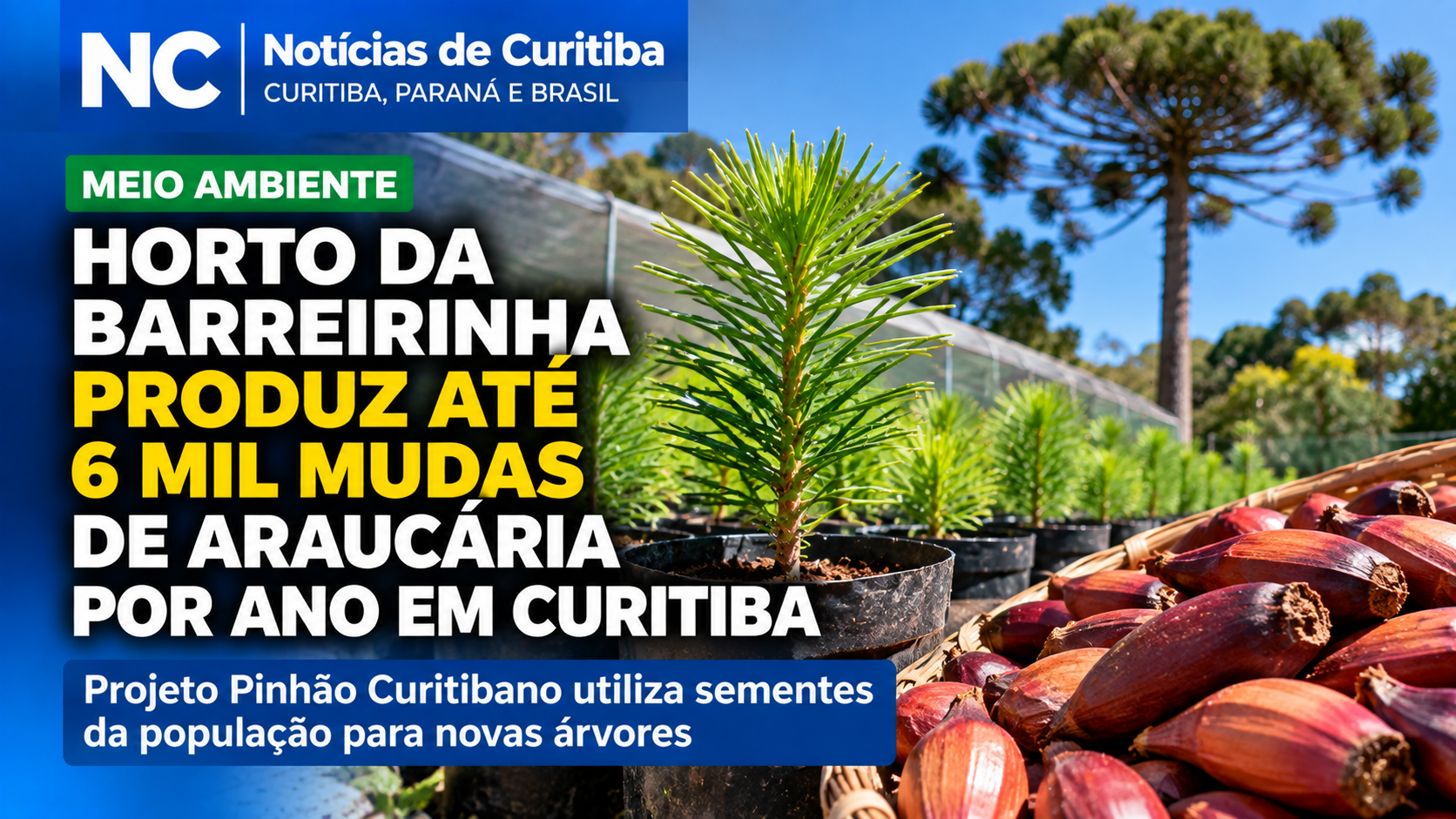 Horto da Barreirinha produz até 6 mil mudas de araucária por ano em Curitiba