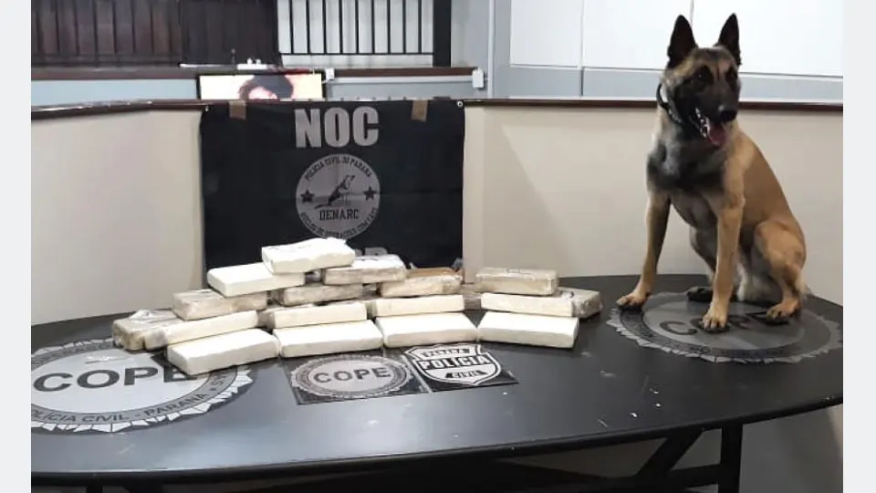 Cão policial Raio, que tem três patas, aparece ao lado de tabletes de maconha apreendidos pela Polícia Civil na Rodoviária de Curitiba.