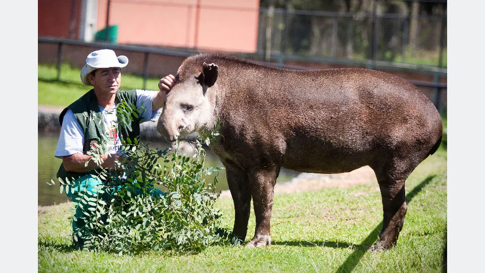 Anta ao lado de profissional no Zoológico Municipal de Curitiba durante cuidados no recinto.