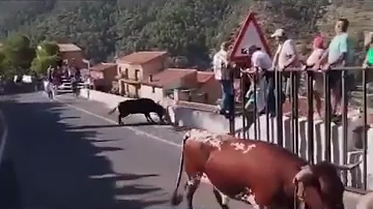 Touros correndo por rua durante festa tradicional em Ayna, na província de Albacete.