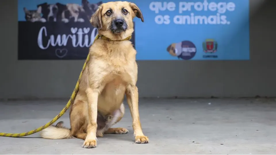 Cão caramelo com guia amarela no Centro de Referência de Animais em Risco de Curitiba.