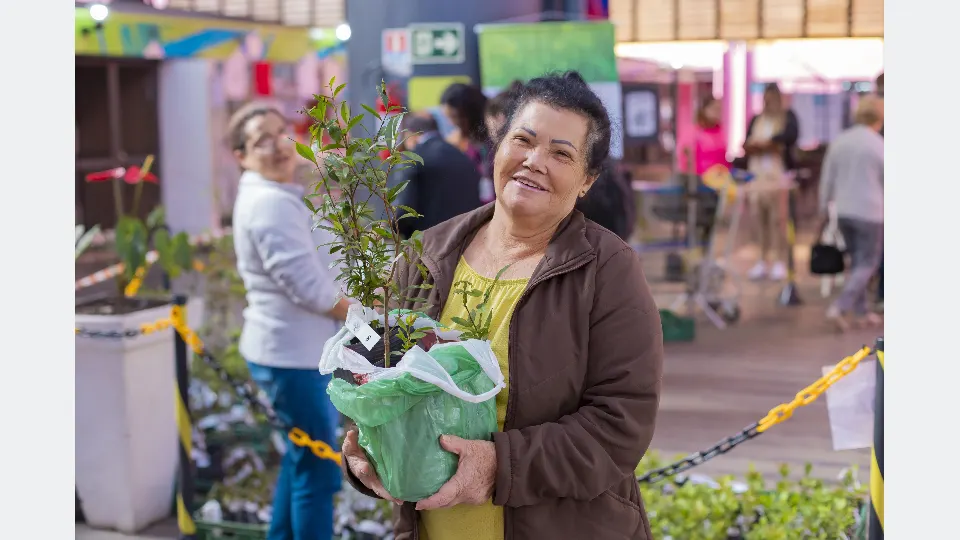 Mudas de árvores nativas em pequenos recipientes organizados dentro de caixas verdes para distribuição em Curitiba.