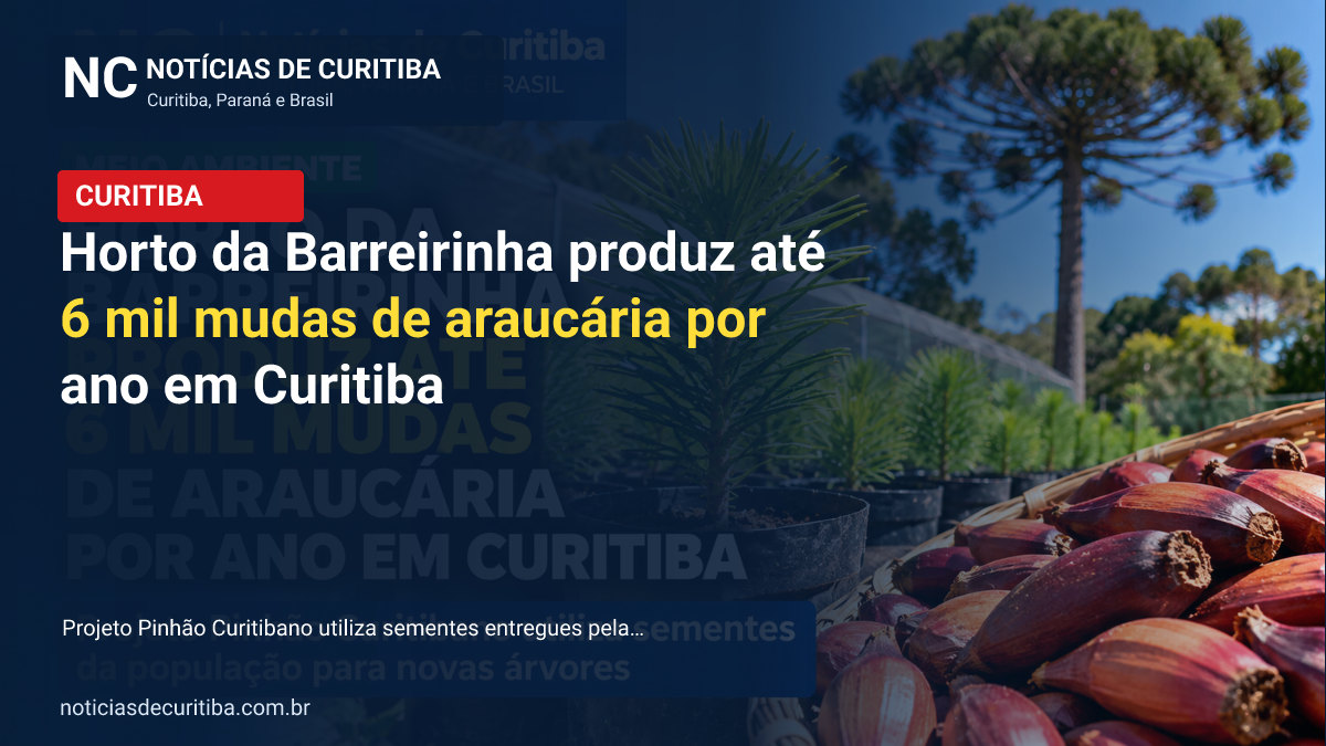 Horto da Barreirinha produz até 6 mil mudas de araucária por ano em Curitiba
