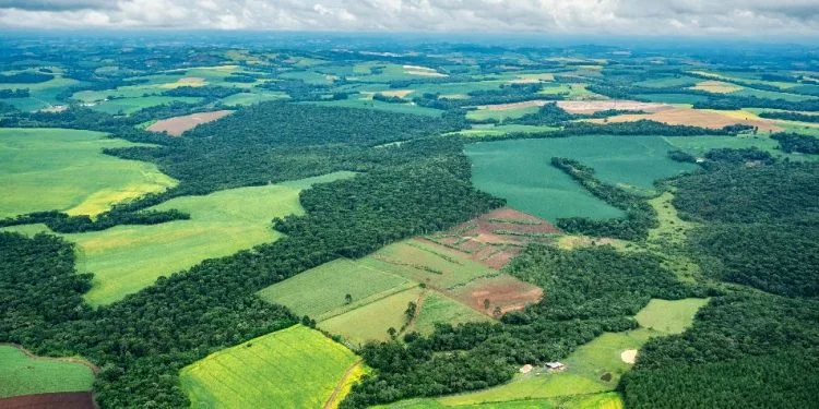 Imagem relacionada à reportagem Cultivos de soja e cana quintuplicam na Mata Atlântica em 41 anos e agropecuária chega a 63% do território