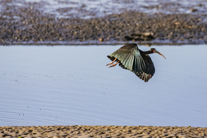 Imagem relacionada à reportagem Monitoramento no Porto de Paranaguá registra quase 25 mil aves e reforça ações de conservação no Litoral