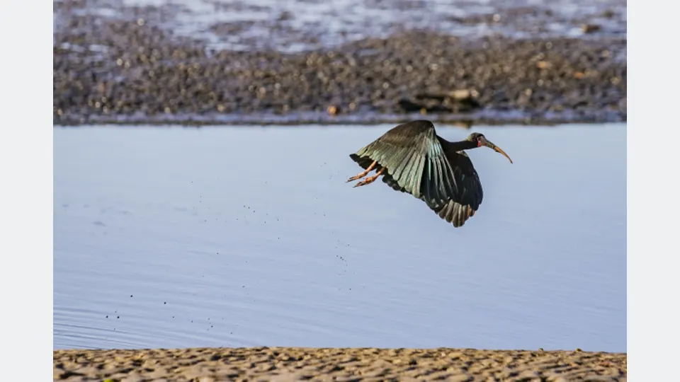 Imagem relacionada à reportagem Monitoramento no Porto de Paranaguá registra quase 25 mil aves e reforça ações de conservação no Litoral