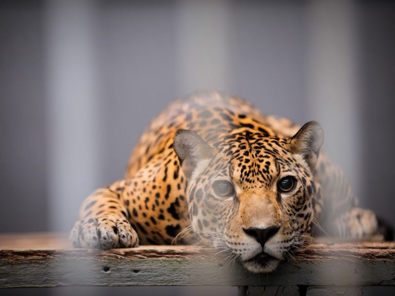 Imagem relacionada à reportagem Projeto proíbe o funcionamento de zoológicos no Brasil