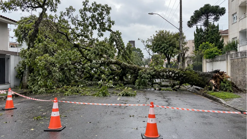 Árvore caída bloqueia uma rua urbana sinalizada com cones e fita de isolamento