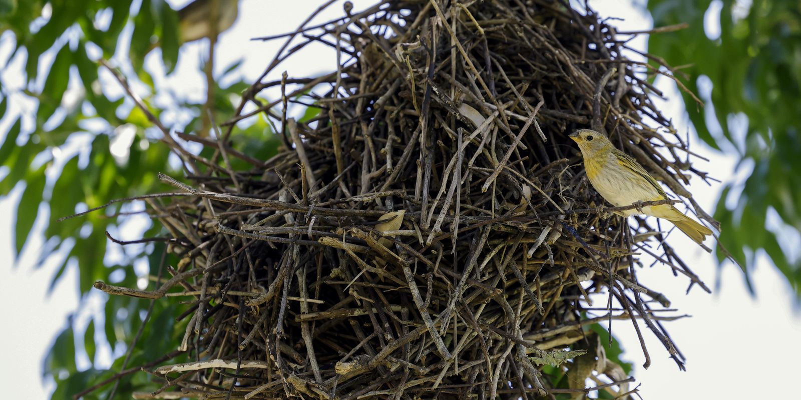 Mutirão do Código Florestal mobiliza Sul e Nordeste antes da COP30 em Belém