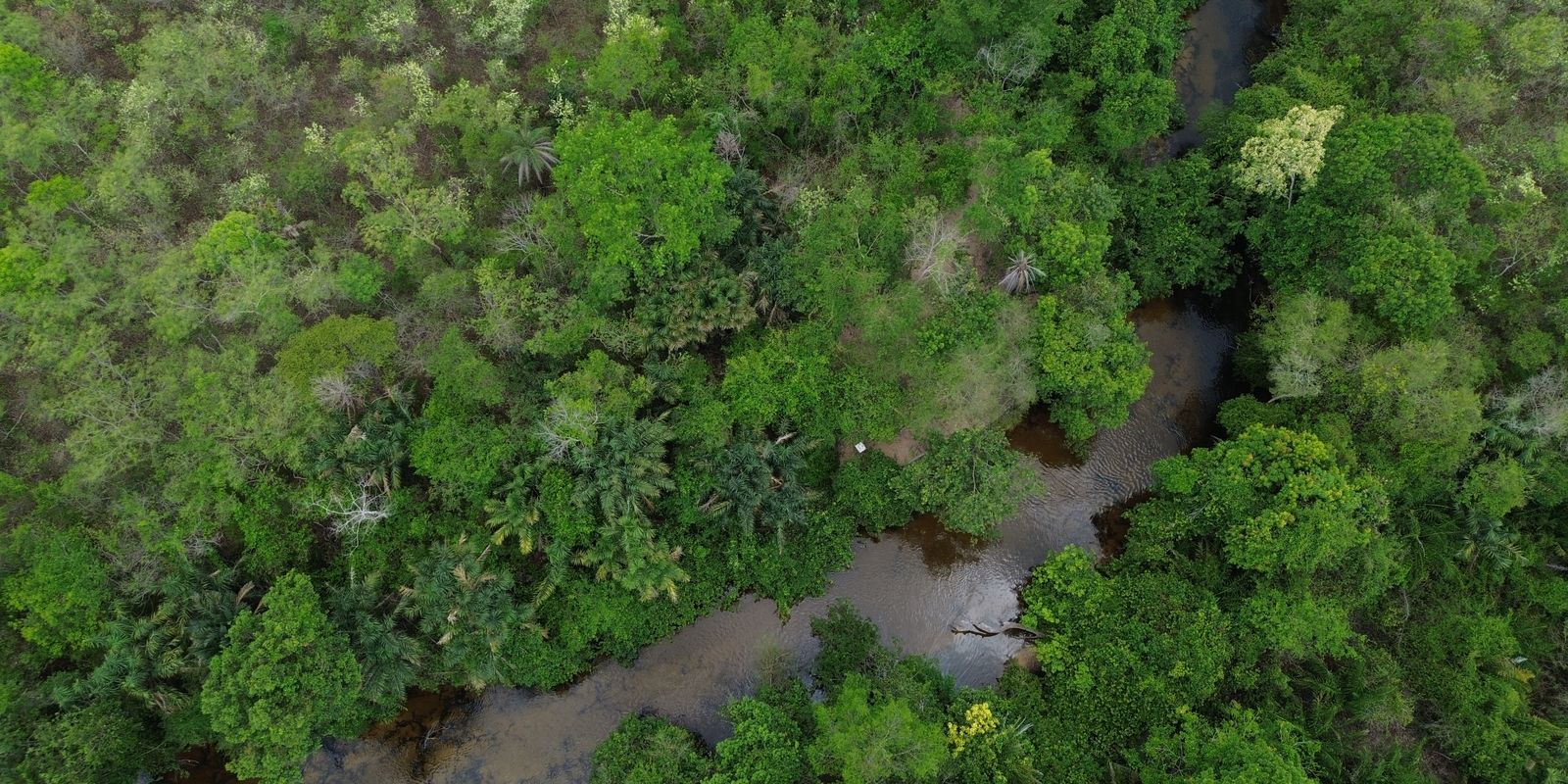 🌿 Cerrado perde força hídrica e ameaça segurança energética do Paraná, alertam especialistas