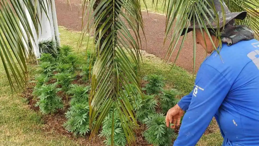 📰 Coopavel inicia contratação de 750 temporários para o Show Rural 2026