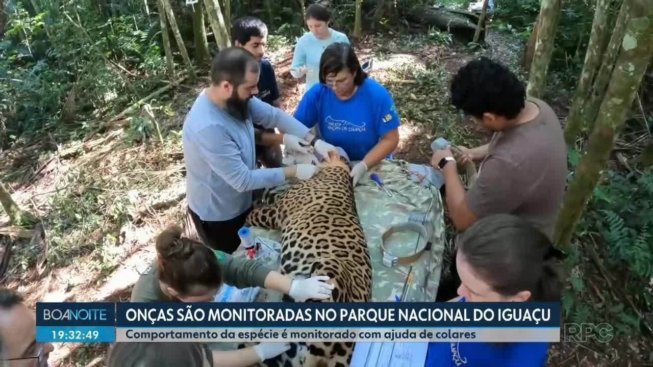 Paranaense vence “Oscar do Meio Ambiente” por salvar onças e ararinhas