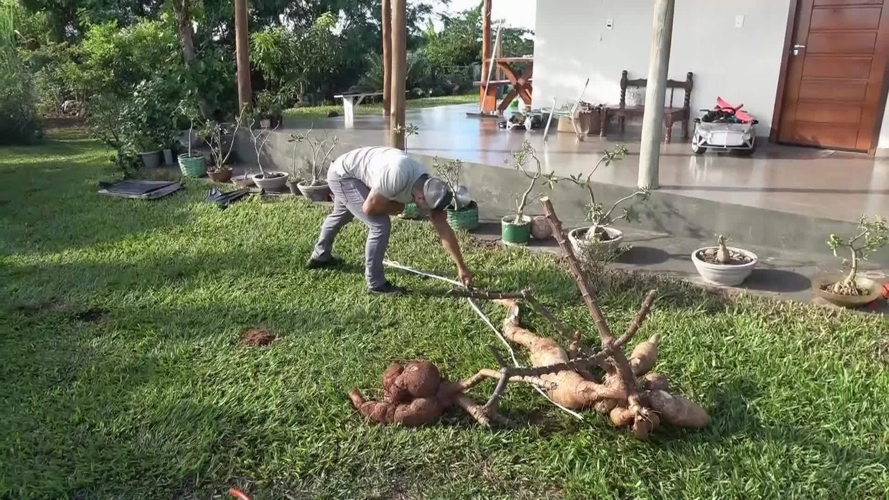 Mandioca gigante de 2,80 metros é colhida em Cianorte.