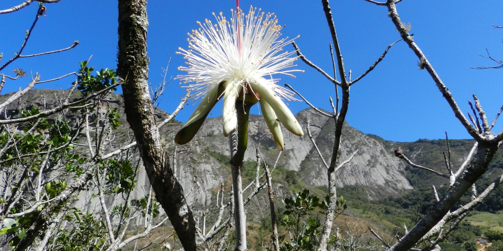Plantas raras em rochas do ES resistem à seca e armazenam toneladas de carbono