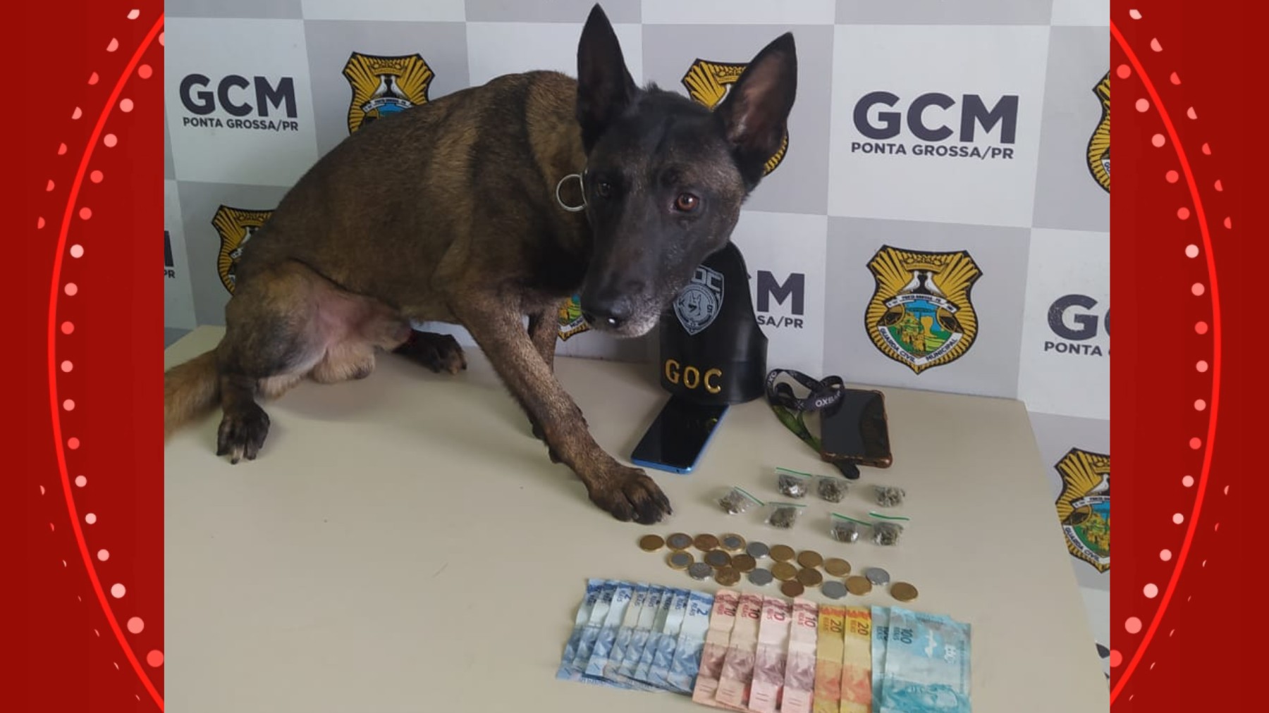 Cão farejador descobre drogas escondidas nas partes íntimas de suspeito em Ponta Grossa