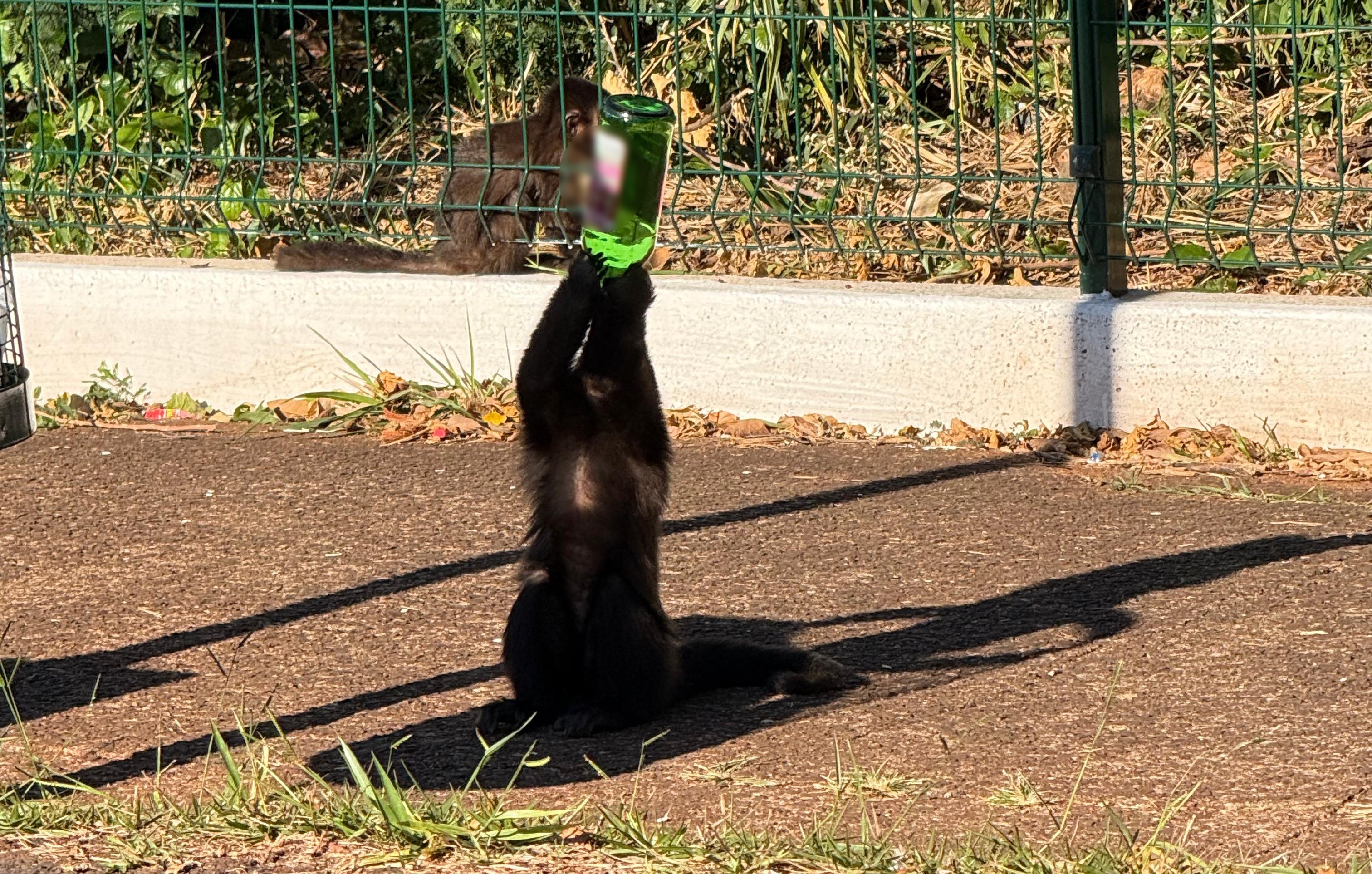 Macaco é filmado 'virando' garrafa em parque de Maringá e surpreende visitantes
