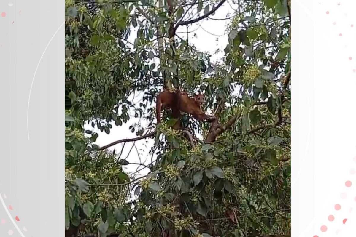 Onça-parda surpreende moradora ao subir em árvore no quintal em Mandaguaçu