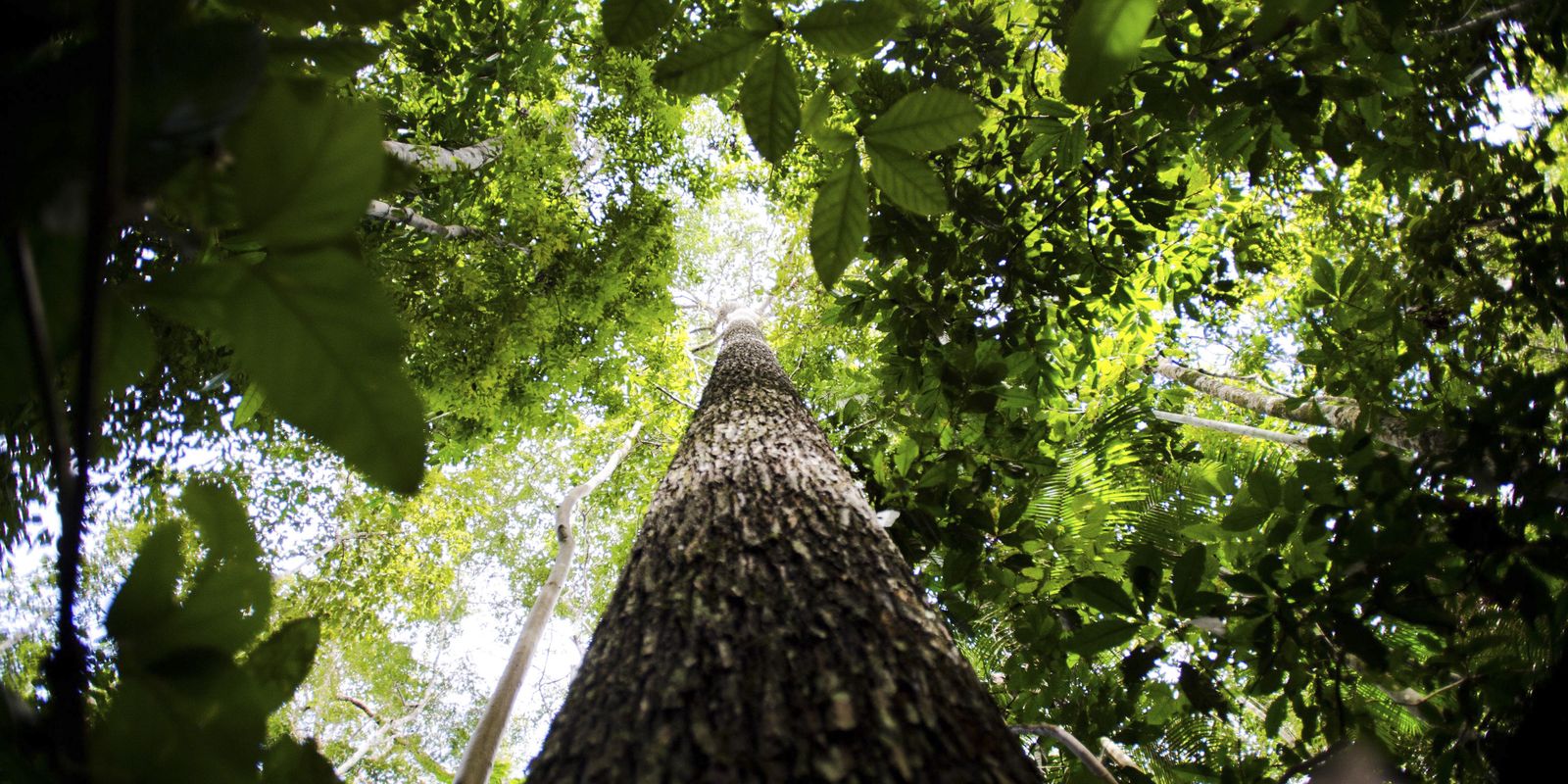 Semana da Amazônia debate desenvolvimento rural sustentável