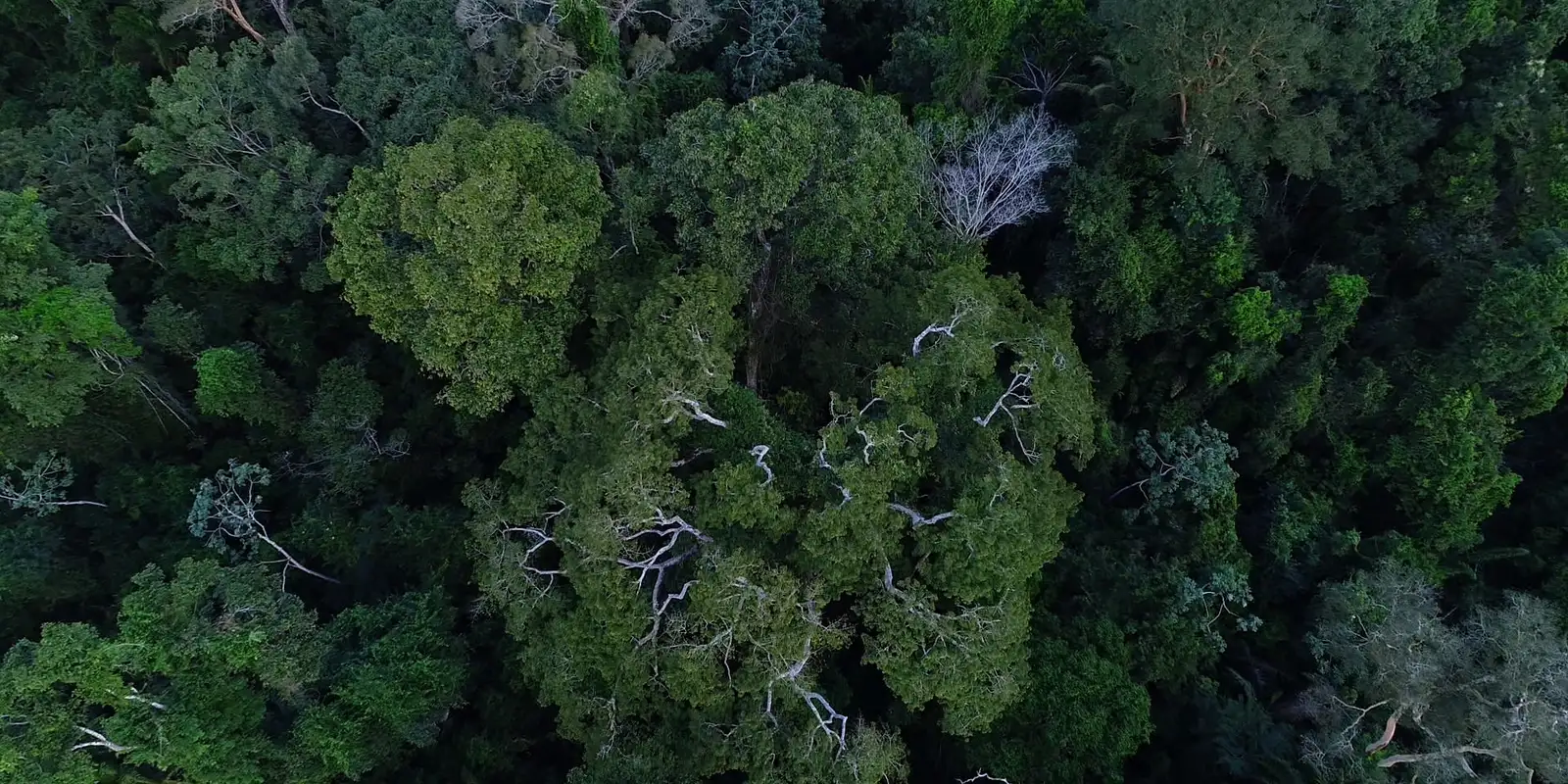 Banco Mundial aprova projeto para proteger florestas do Pará