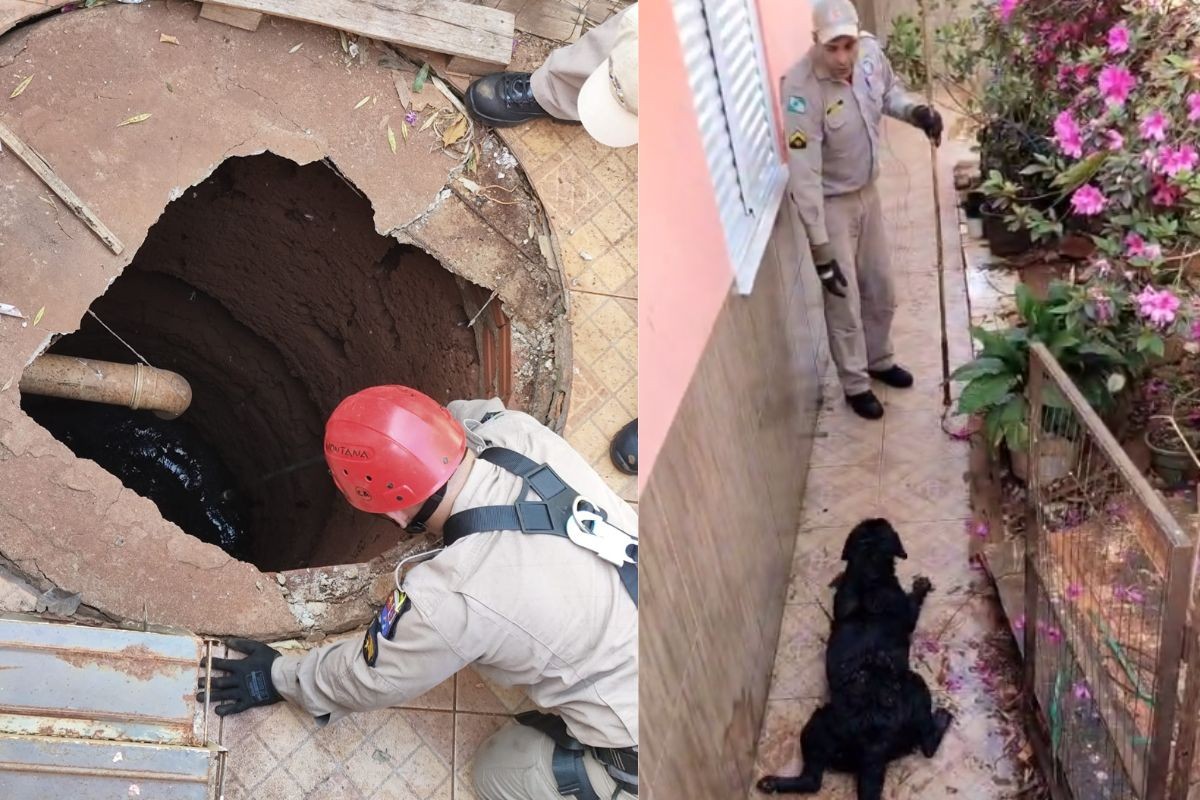 Cachorra é resgatada pelo Corpo de Bombeiros após cair em fossa de 5 metros de profundidade, no Paraná